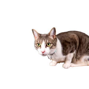 Close Up Of A Cute Tabby Cat Sitting On A Wooden Stool Against A Gray Studio Background. 18982 - Cat PNG image with transparent background